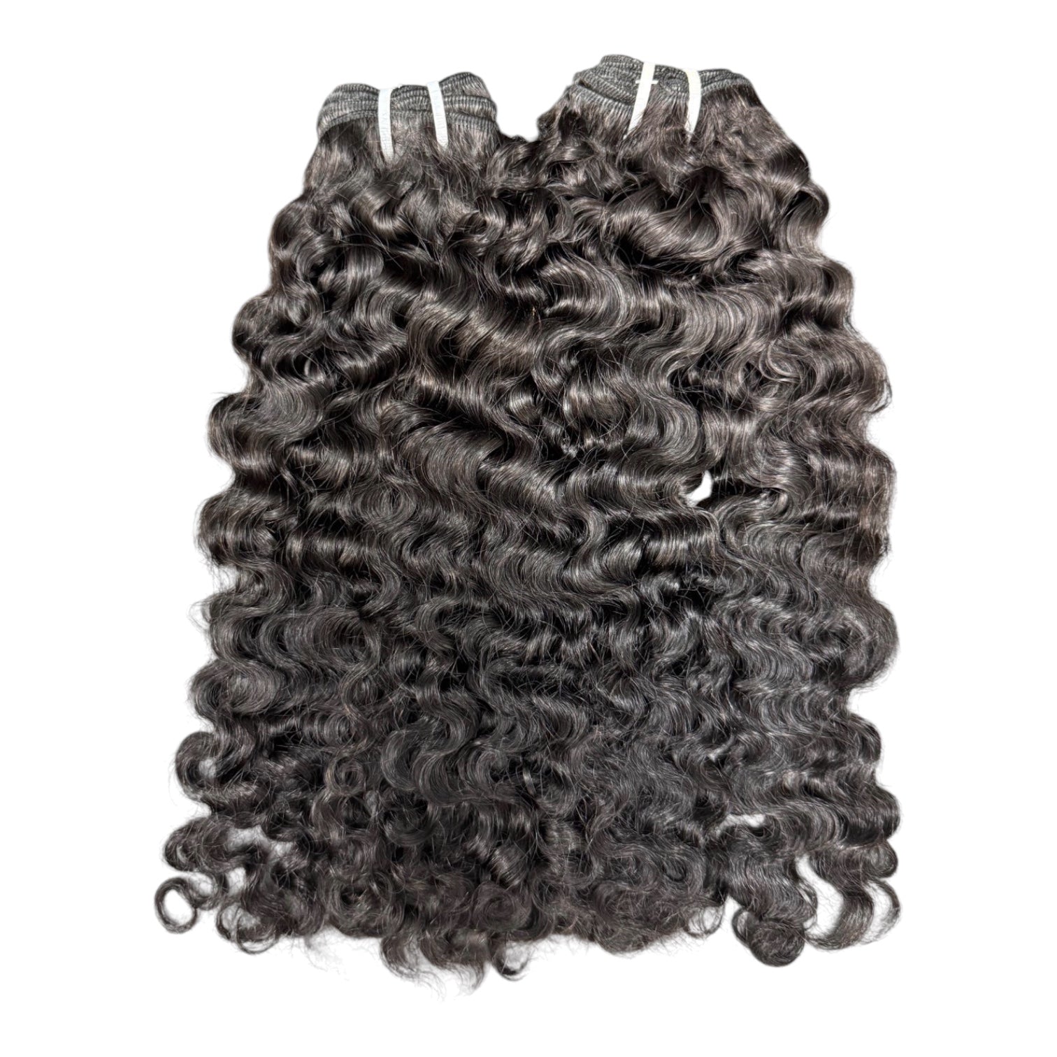 Burmese curly